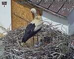 Capi_Dubne_20260602_113502.jpg