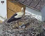 Capi_Dubne_20260602_115003.jpg