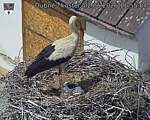 Capi_Dubne_20260602_115504.jpg