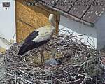 Capi_Dubne_20260602_122004.jpg