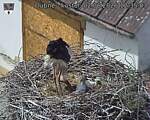 Capi_Dubne_20260602_123503.jpg