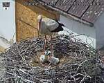 Capi_Dubne_20260602_124003.jpg