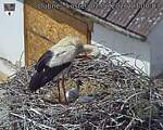 Capi_Dubne_20260602_130003.jpg