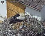 Capi_Dubne_20260602_130503.jpg
