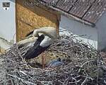 Capi_Dubne_20260602_131003.jpg