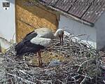Capi_Dubne_20260602_133003.jpg
