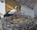Capi_Dubne_20260602_141003.jpg
