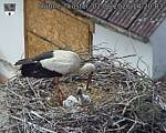 Capi_Dubne_20260602_142003.jpg