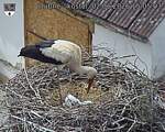 Capi_Dubne_20260602_150503.jpg