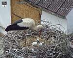 Capi_Dubne_20260602_151503.jpg