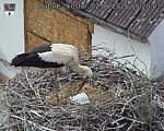 Capi_Dubne_20260602_152003.jpg