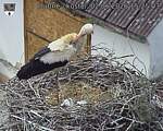 Capi_Dubne_20260602_152503.jpg
