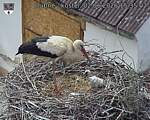 Capi_Dubne_20260602_153502.jpg