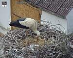 Capi_Dubne_20260602_155003.jpg