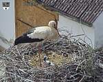 Capi_Dubne_20260602_160003.jpg