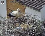 Capi_Dubne_20260602_160502.jpg