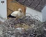 Capi_Dubne_20260602_161003.jpg