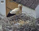 Capi_Dubne_20260602_163003.jpg