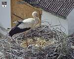 Capi_Dubne_20260602_164002.jpg