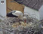 Capi_Dubne_20260602_164503.jpg