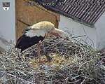 Capi_Dubne_20260602_165503.jpg