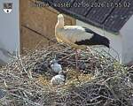 Capi_Dubne_20260602_175502.jpg