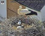 Capi_Dubne_20260602_180003.jpg