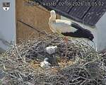 Capi_Dubne_20260602_180502.jpg