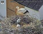 Capi_Dubne_20260602_181002.jpg