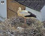 Capi_Dubne_20260602_190502.jpg