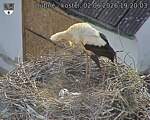 Capi_Dubne_20260602_192003.jpg