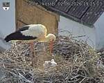 Capi_Dubne_20260602_192503.jpg