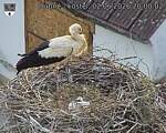 Capi_Dubne_20260602_200002.jpg
