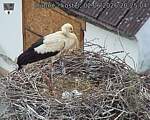 Capi_Dubne_20260602_202504.jpg