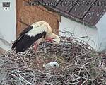 Capi_Dubne_20260602_205003.jpg