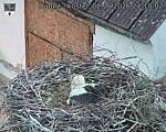Capi_Dubne_20260602_211002.jpg