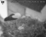 Capi_Dubne_20260602_213002.jpg
