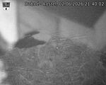 Capi_Dubne_20260602_214002.jpg