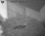 Capi_Dubne_20260602_214503.jpg