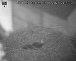 Capi_Dubne_20260602_215003.jpg