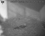 Capi_Dubne_20260602_220502.jpg