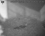 Capi_Dubne_20260602_222502.jpg