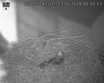 Capi_Dubne_20260603_000003.jpg