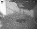 Capi_Dubne_20260603_000503.jpg