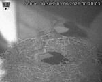 Capi_Dubne_20260603_002003.jpg