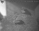 Capi_Dubne_20260603_003503.jpg