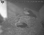 Capi_Dubne_20260603_004503.jpg