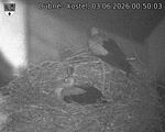 Capi_Dubne_20260603_005003.jpg