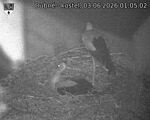 Capi_Dubne_20260603_010502.jpg