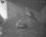 Capi_Dubne_20260603_012002.jpg